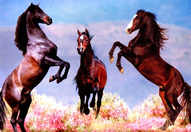 Three Rearing Horses — Brown