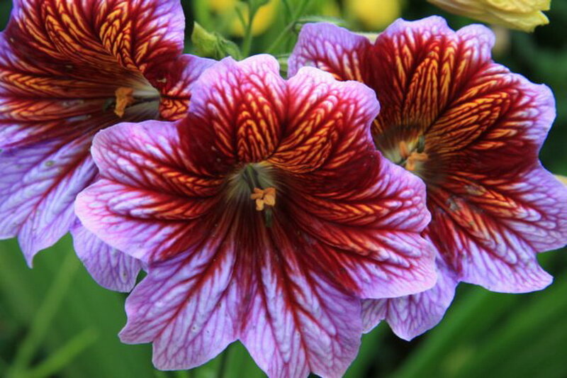 Three Red and Purple Flowers