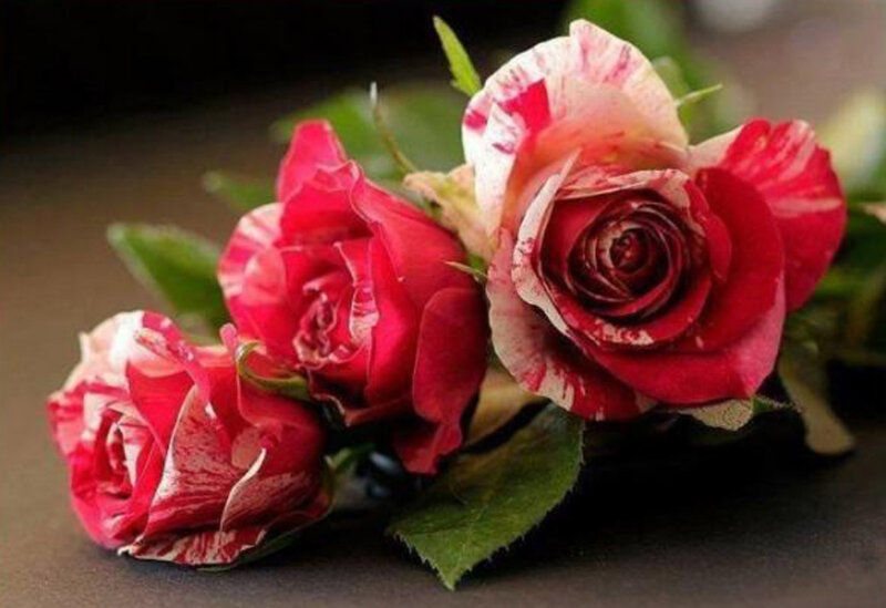 Three Red and White Roses — Calm, Photograph