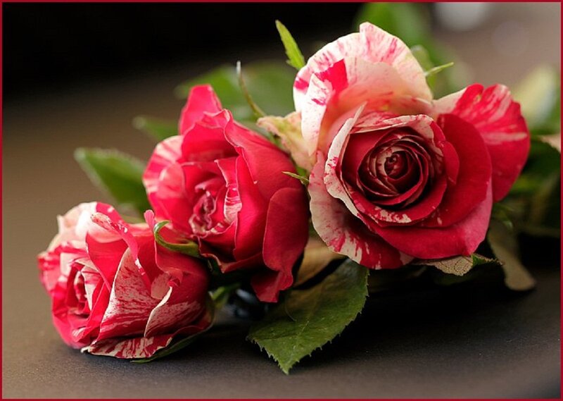 Three Red and White Roses — Calm
