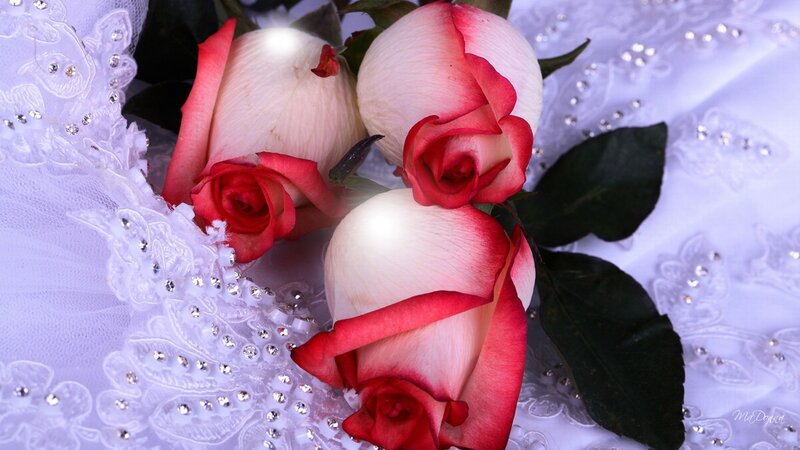 Three Red and White Roses — Romantic