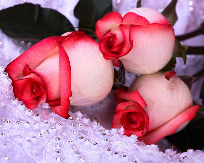 Three Red-and-white Roses