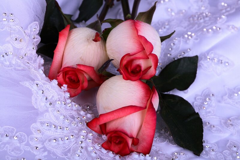 Three Red-and-white Roses — White