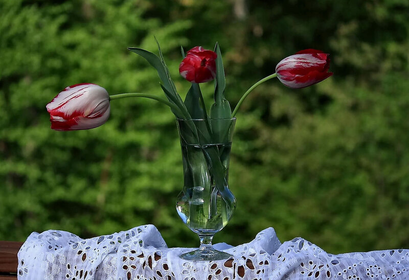 Three Red and White Tulips
