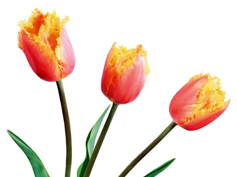 Three red and yellow tulips