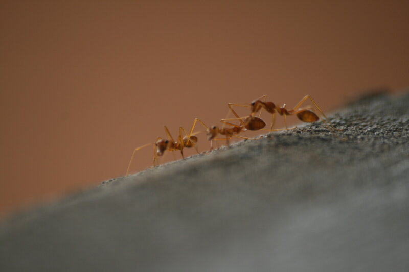 Three Red Ants