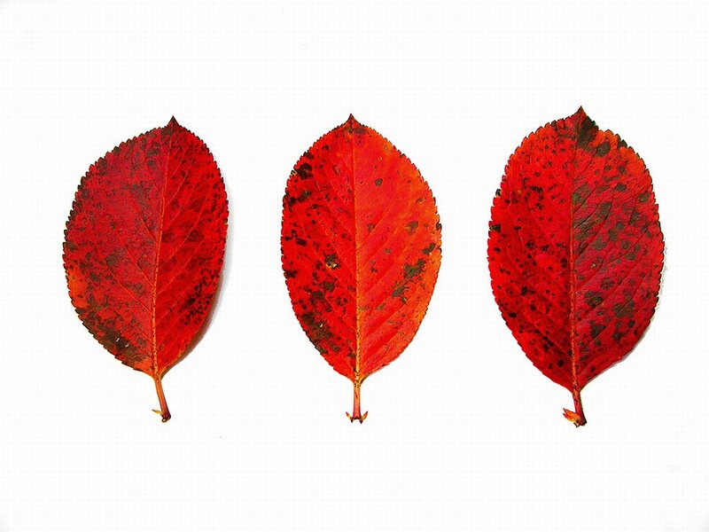 Three Red Autumn Leaves