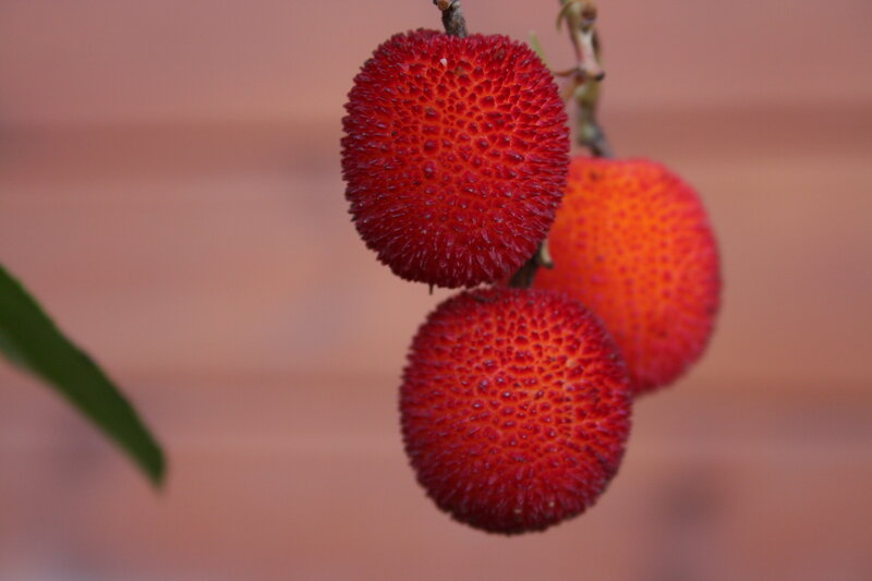 Three Red Berries — Natural