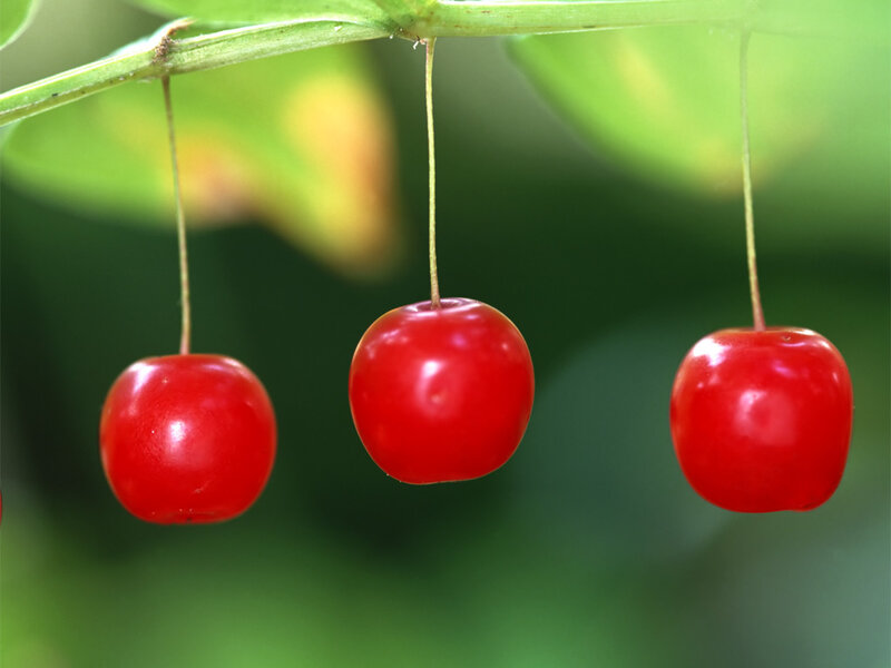 Three Red Berries