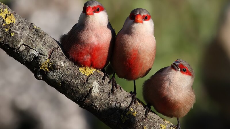 Three red-billed birds on a branch