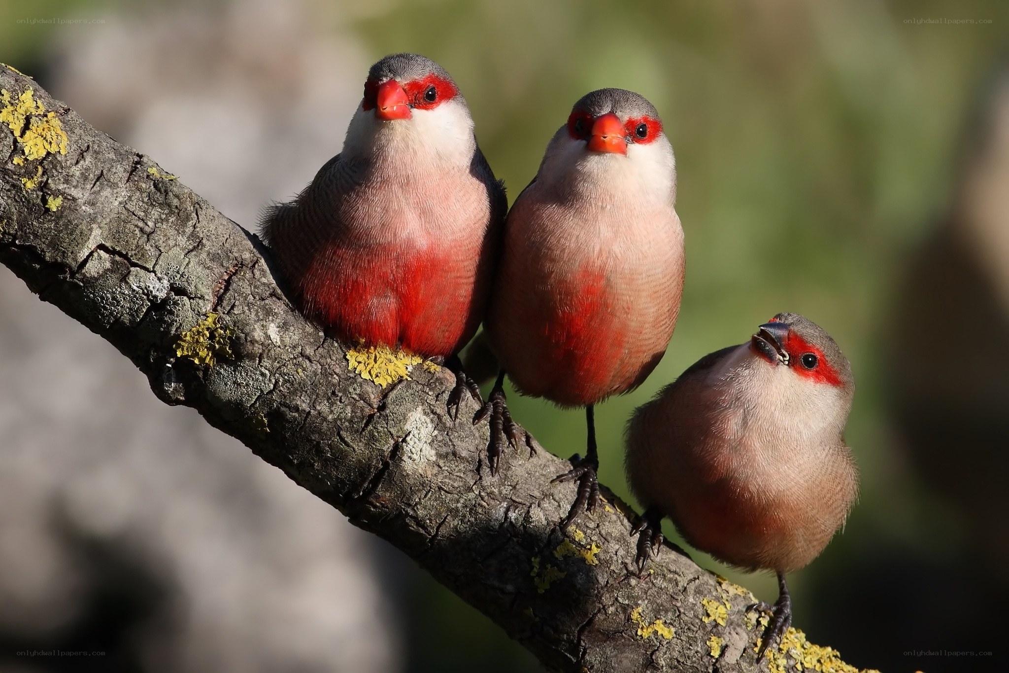 Three red-billed birds on a branch