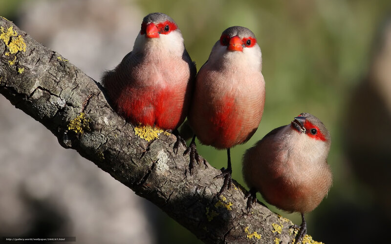 Three Red-billed Birds — Red, Calm, Afternoon, Photograph