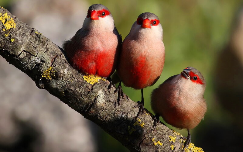 Three Red-billed Birds — Red, Calm, Afternoon