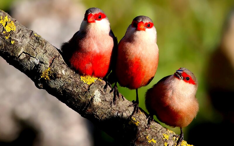 Three Red-billed Birds — Red, Calm