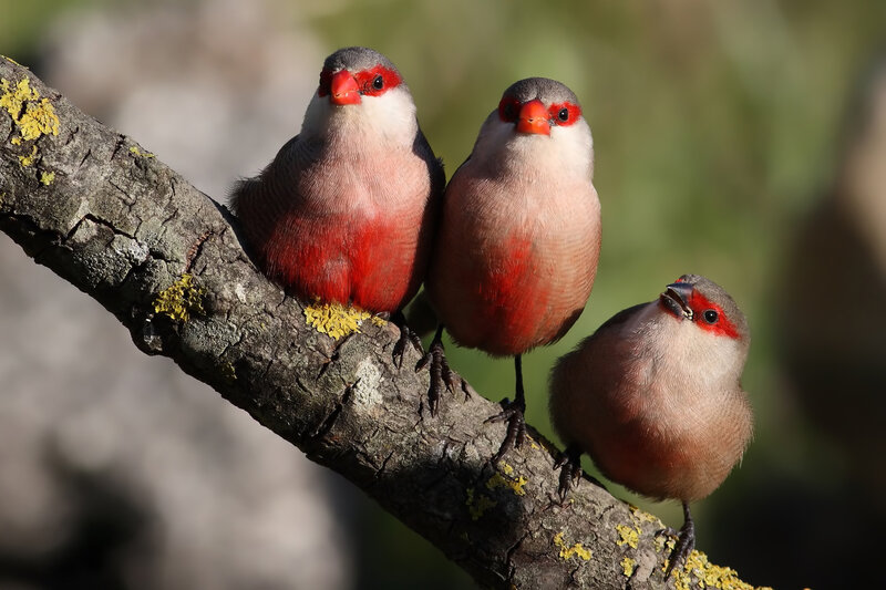 Three Red-billed Birds — Red