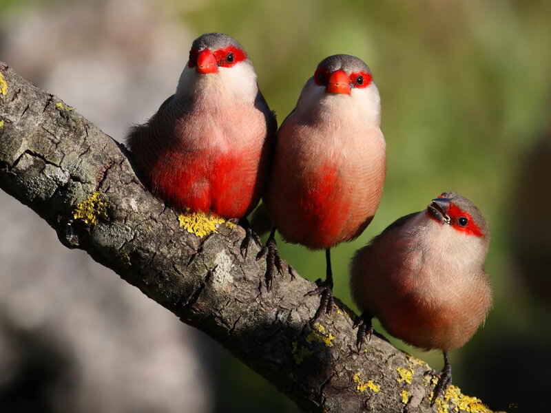 Three Red-billed Birds