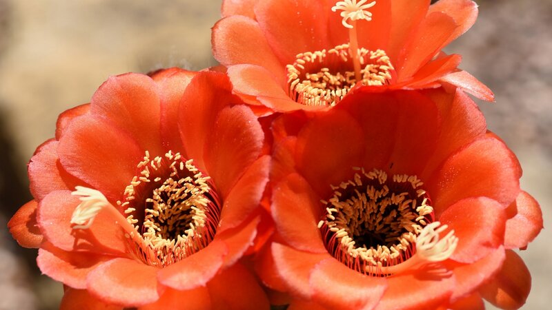 Three Red Cactus Flowers