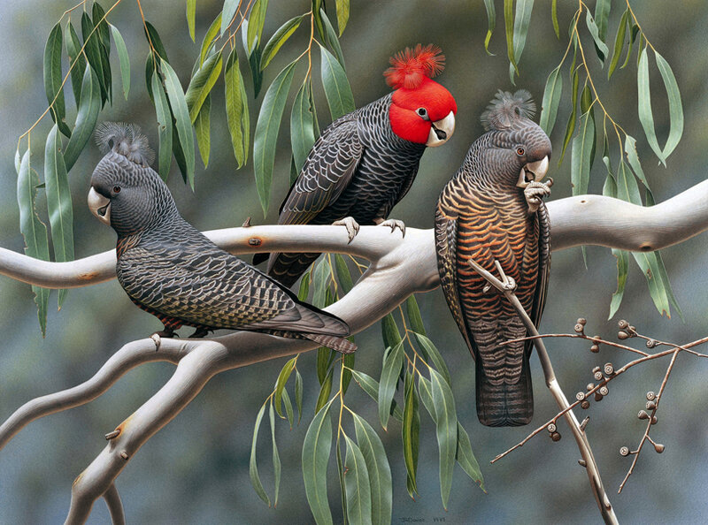 Three Red-capped Cockatoos