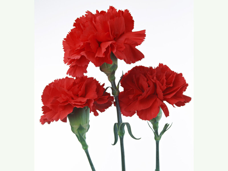 Three Red Carnations — Calm, Photograph