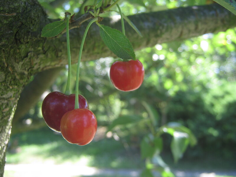 Three Red Cherries on Branch