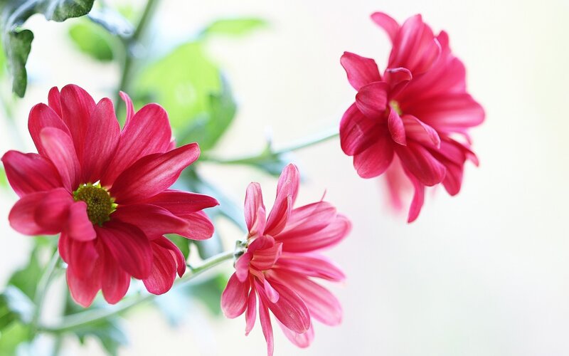 Three Red Chrysanthemums