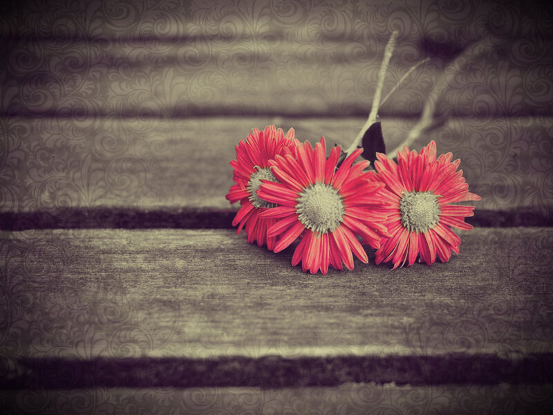 Three Red Daisies