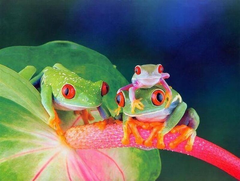 Three Red-eyed Tree Frogs