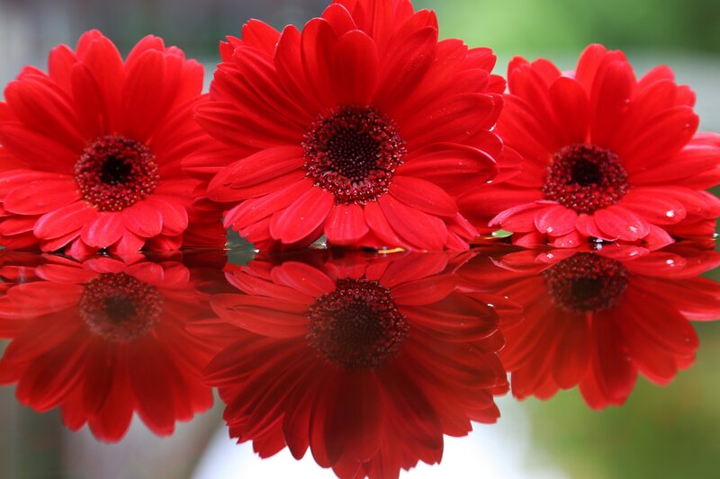 Three Red Gerbera Daisies — Calm