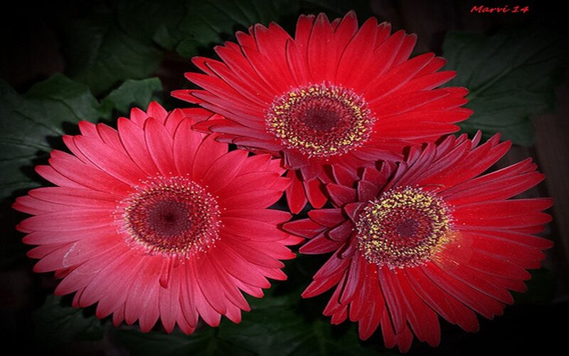 Three Red Gerbera Daisies — Dramatic, Photograph, Flowers