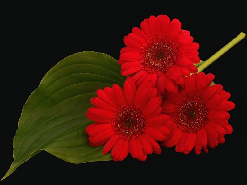 Three Red Gerbera Daisies — Dramatic, Photograph, Green Leaf