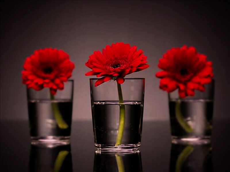 Three Red Gerbera Daisies — Dramatic