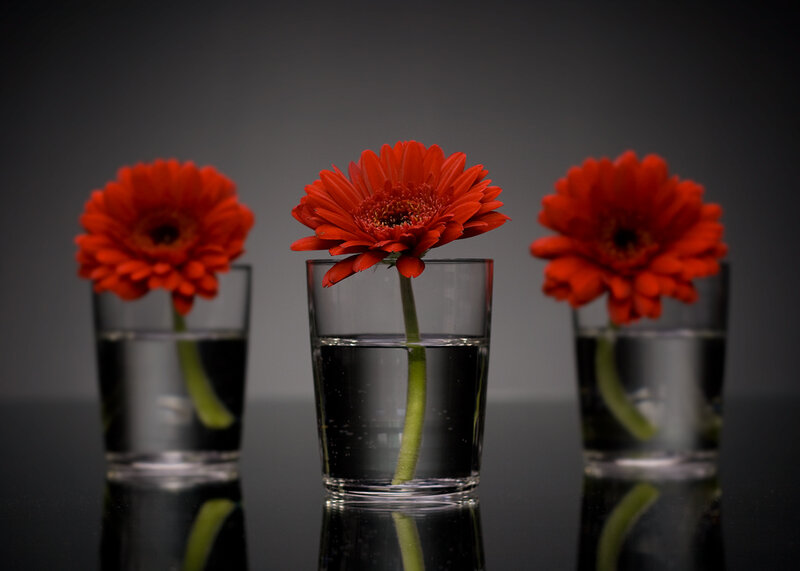 Three red gerbera daisies in glasses