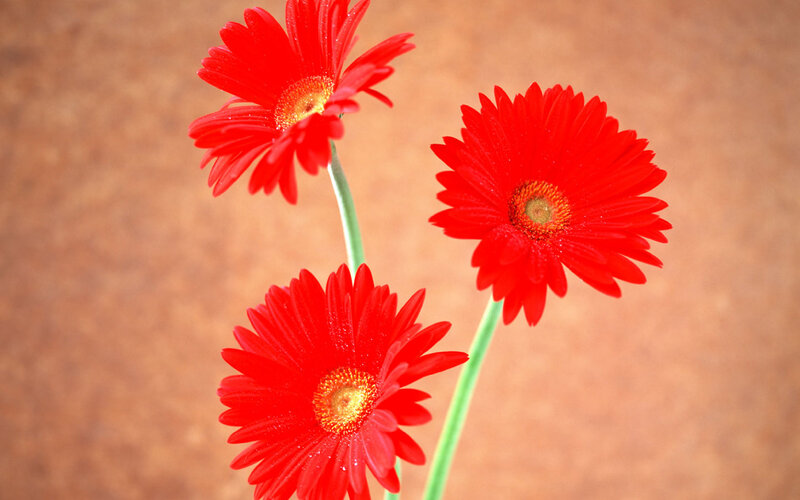 Three Red Gerbera Daisies