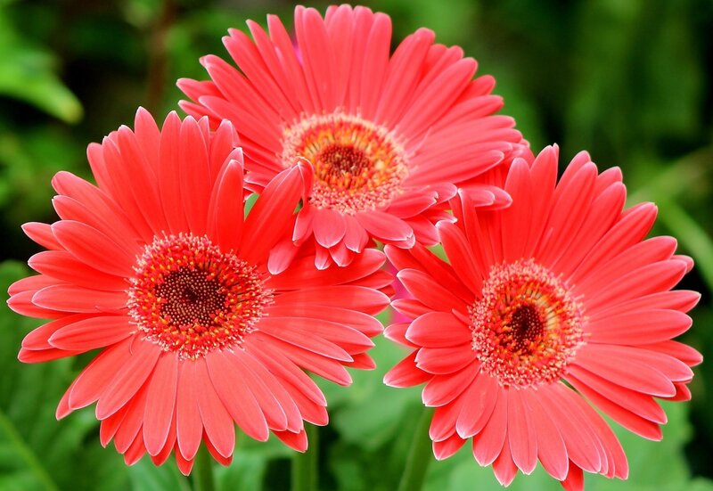 Three Red Gerbera Daisies — Vibrant