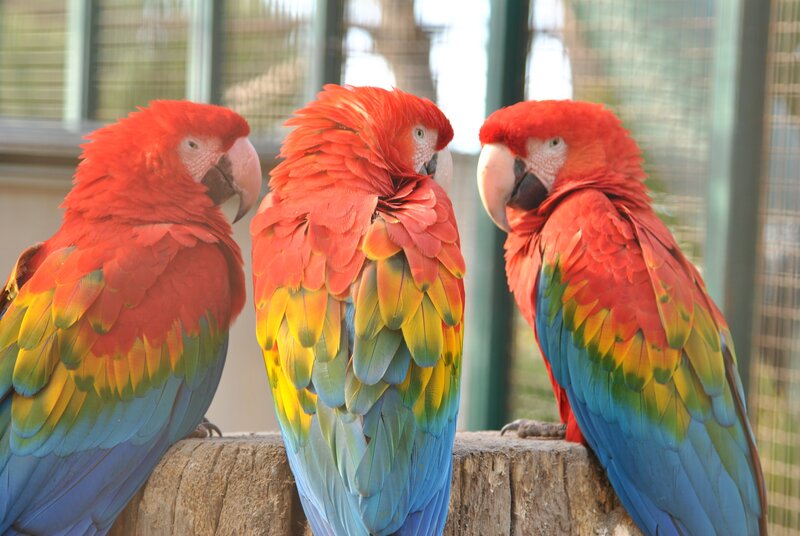 Three Red Macaws — Calm