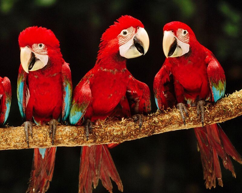 Three Red Macaws