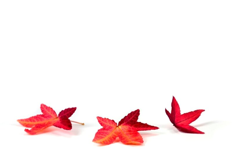 Three Red Maple Leaves