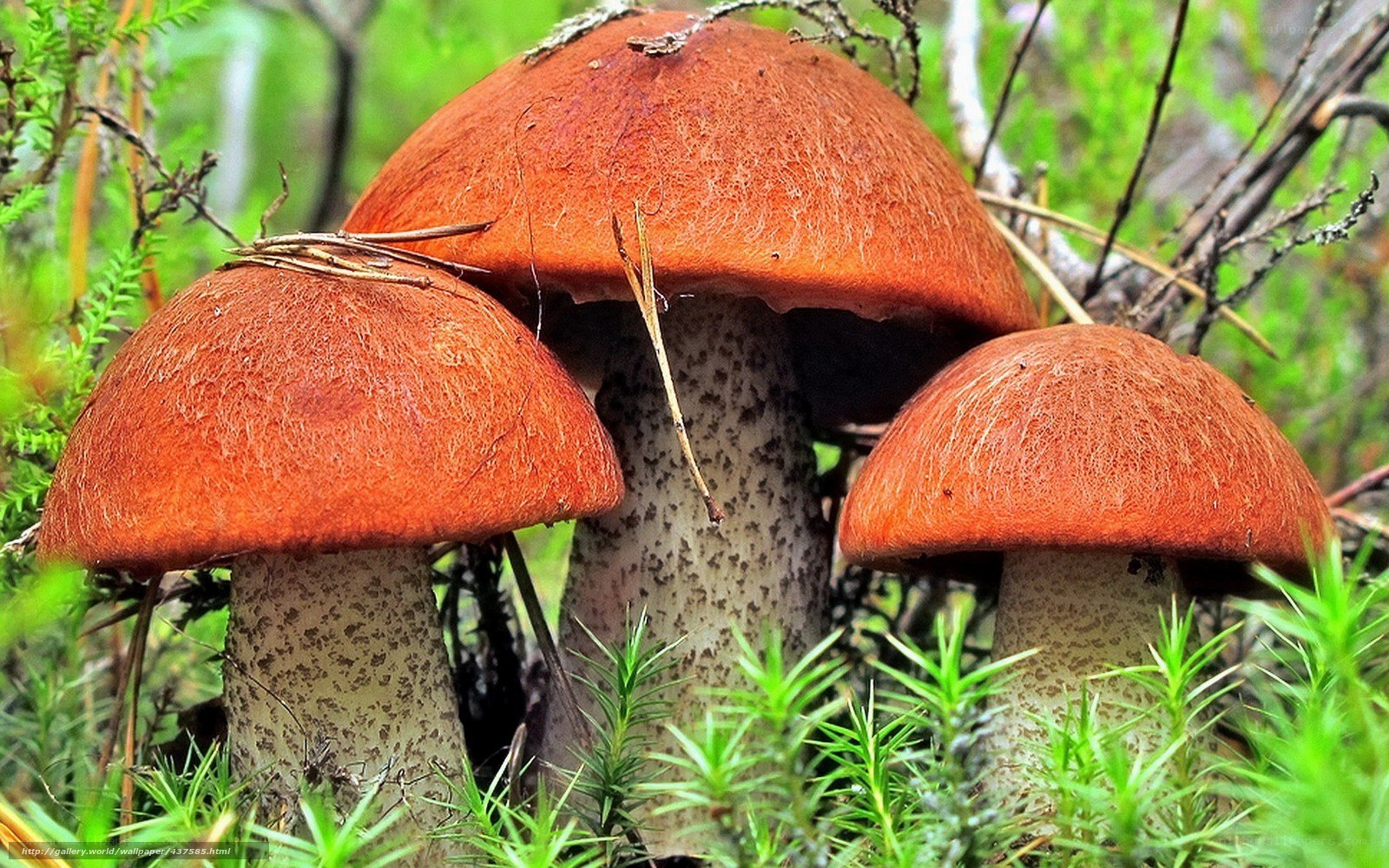 Three red mushrooms in forest