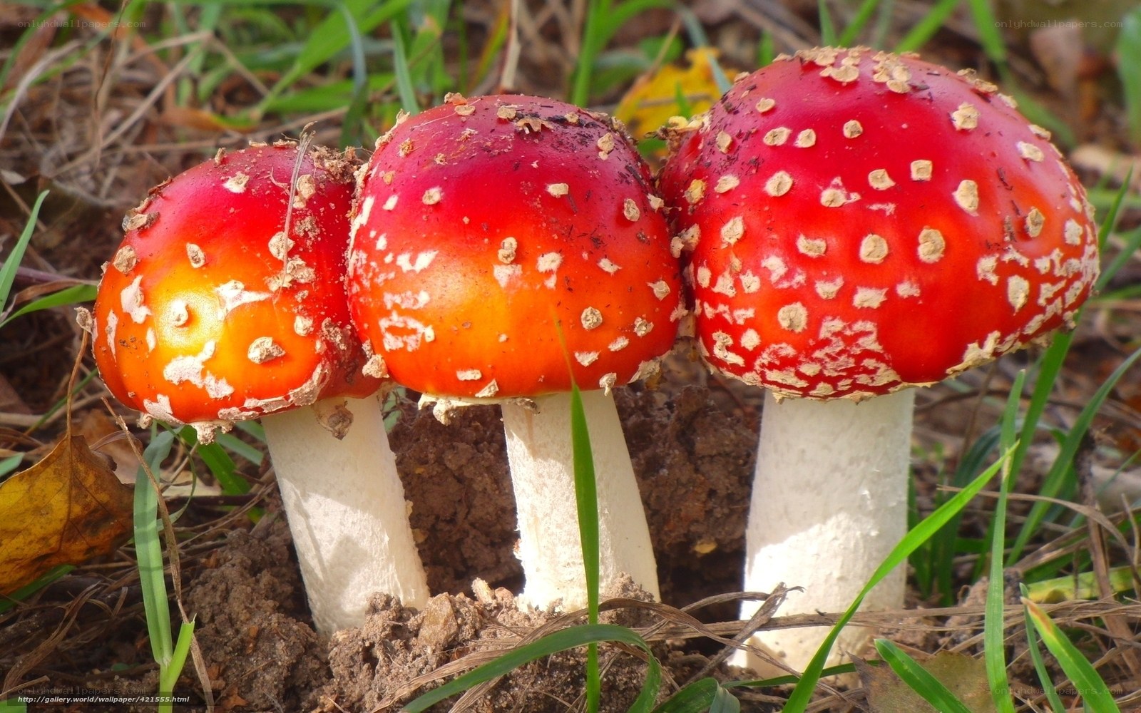 Three red mushrooms in grass