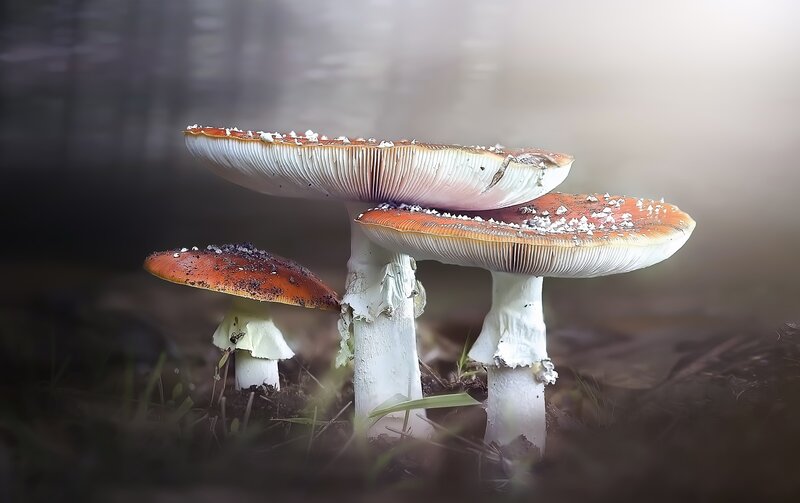 Three Red Mushrooms — Mysterious
