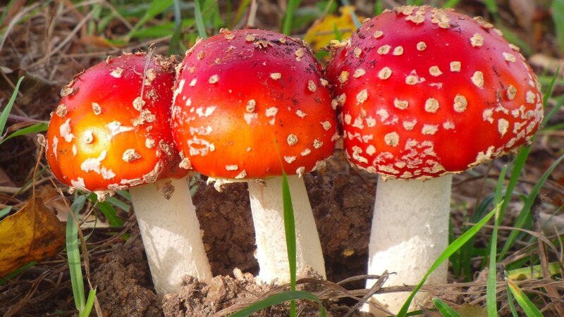 Three Red Mushrooms — Natural, Autumn, Photograph, Grass