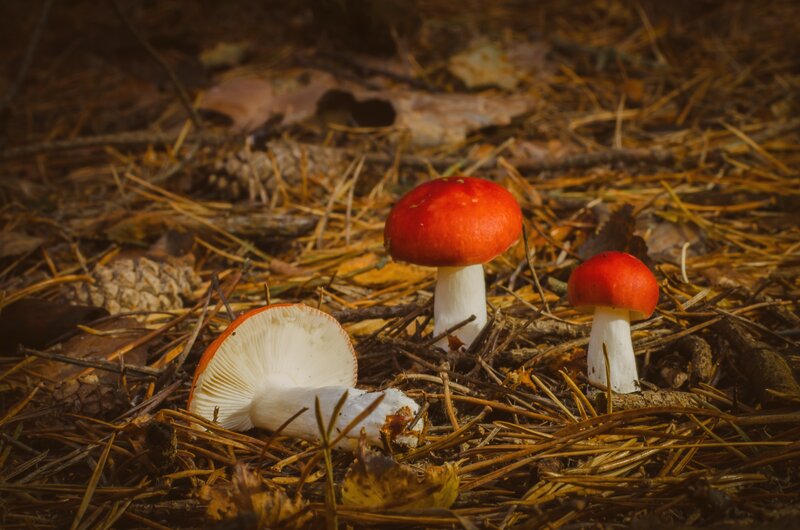 Three Red Mushrooms — Natural, Autumn, Photograph, Pine Needles