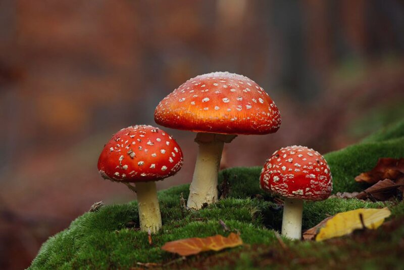 Three Red Mushrooms — Natural, Autumn, Photograph