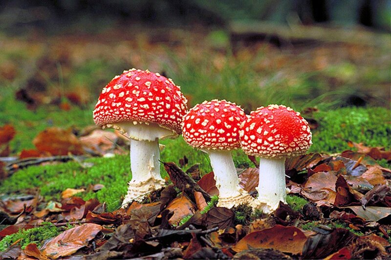 Three Red Mushrooms — Natural, Autumn