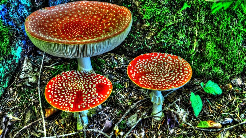 Three Red Mushrooms — Natural, Photograph
