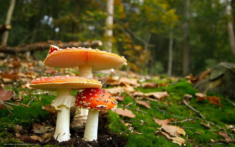 Three Red Mushrooms — Serene