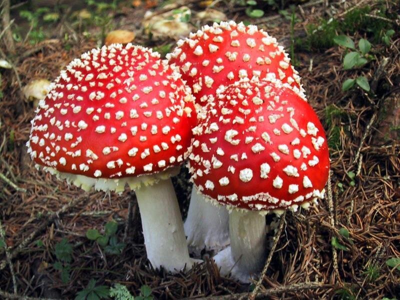 Three Red Mushrooms
