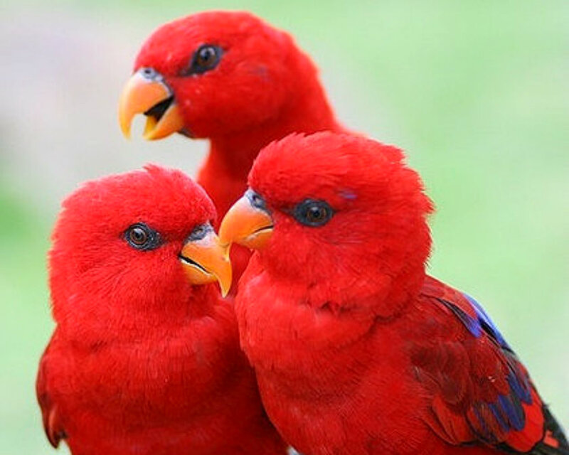 Three Red Parrots — Calm
