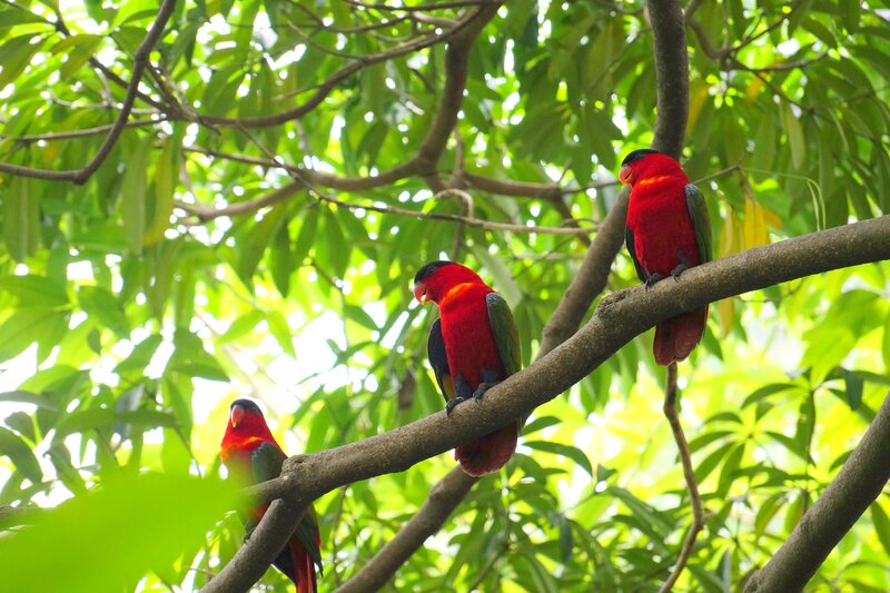 Three Red Parrots — Serene