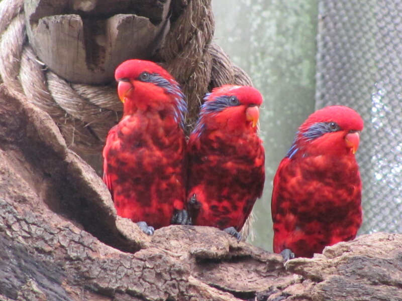 Three Red Parrots